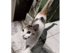 Gato raça SRD-ViraLata idade 3 anos nome Maia