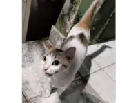 Gato raça SRD-ViraLata idade 3 anos nome Maia