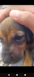 Cachorro raça SRD-ViraLata idade 2 a 6 meses nome kemba