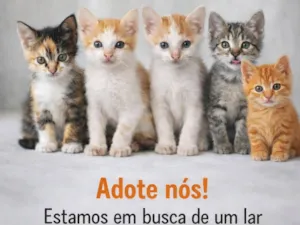 Gato raça SRD-ViraLata idade 2 a 6 meses nome Nome não definido 