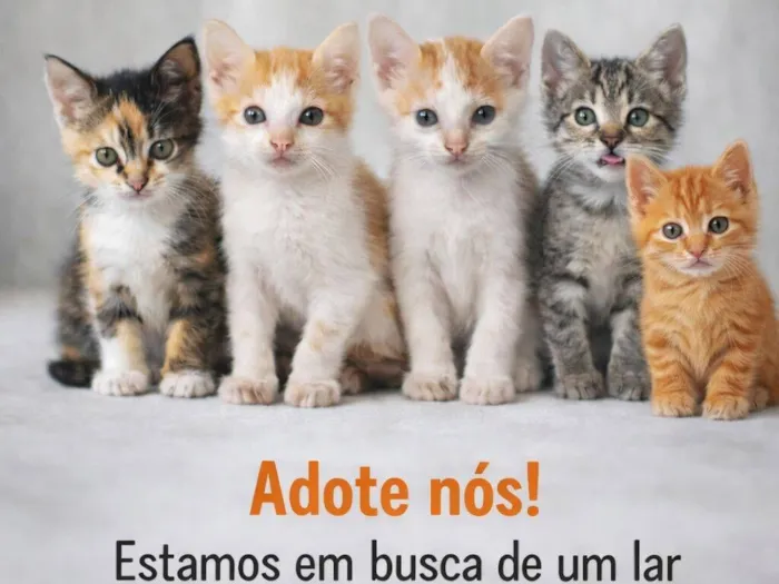 Gato raça SRD-ViraLata idade 2 a 6 meses nome Nome não definido 