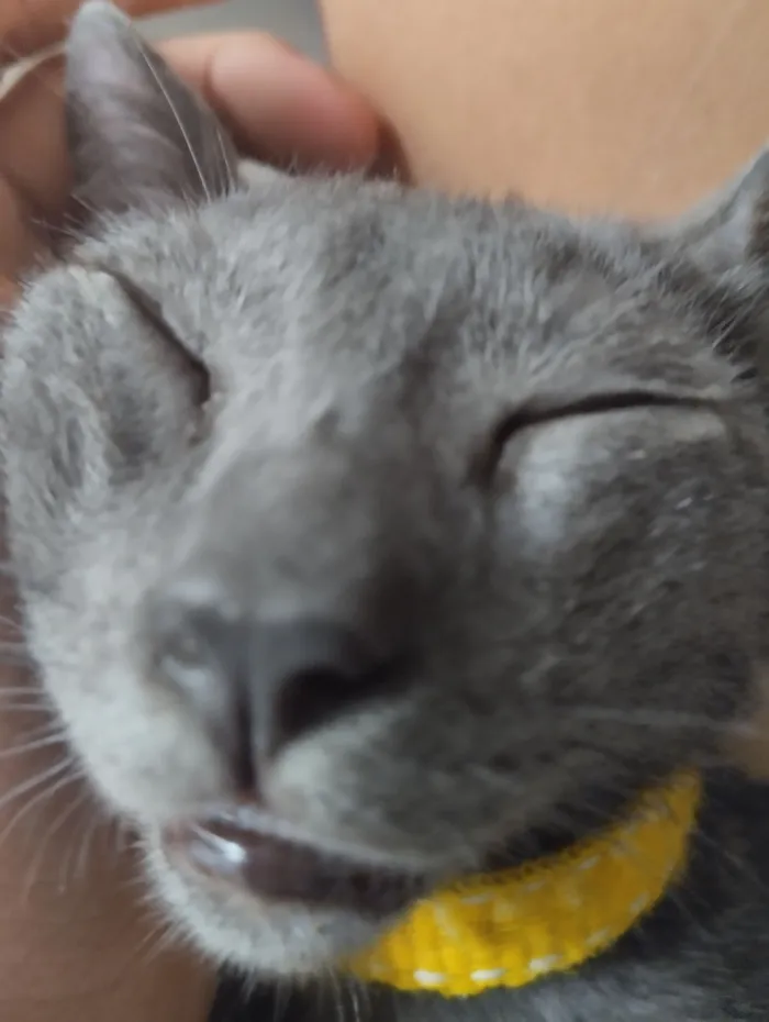 Gato raça Persa idade 2 a 6 meses nome Fumaça ou bills