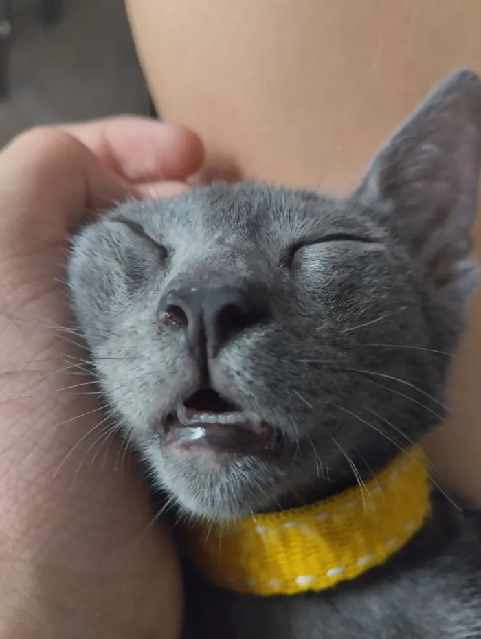 Gato raça Persa idade 2 a 6 meses nome Fumaça ou bills