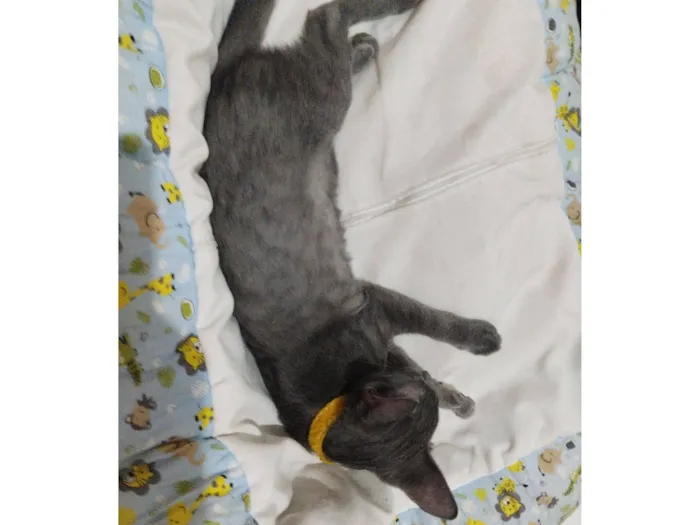 Gato raça Persa idade 2 a 6 meses nome Fumaça ou bills