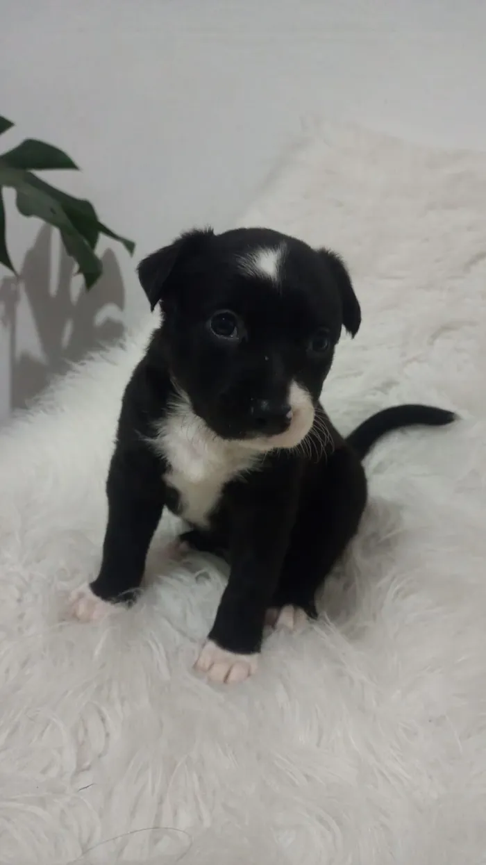 Cachorro raça SRD-ViraLata idade Abaixo de 2 meses nome filhotes 