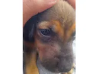 Cachorro raça SRD-ViraLata idade 2 a 6 meses nome kemba