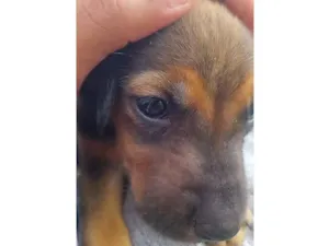 Cachorro raça SRD-ViraLata idade 2 a 6 meses nome kemba