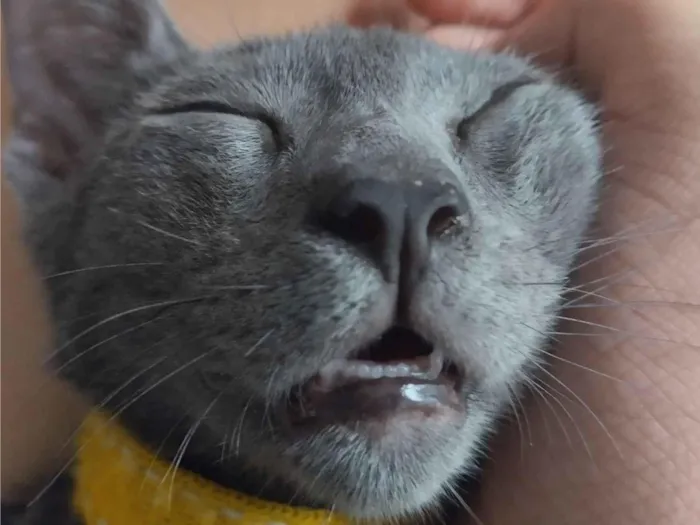 Gato raça Persa idade 2 a 6 meses nome Fumaça ou bills