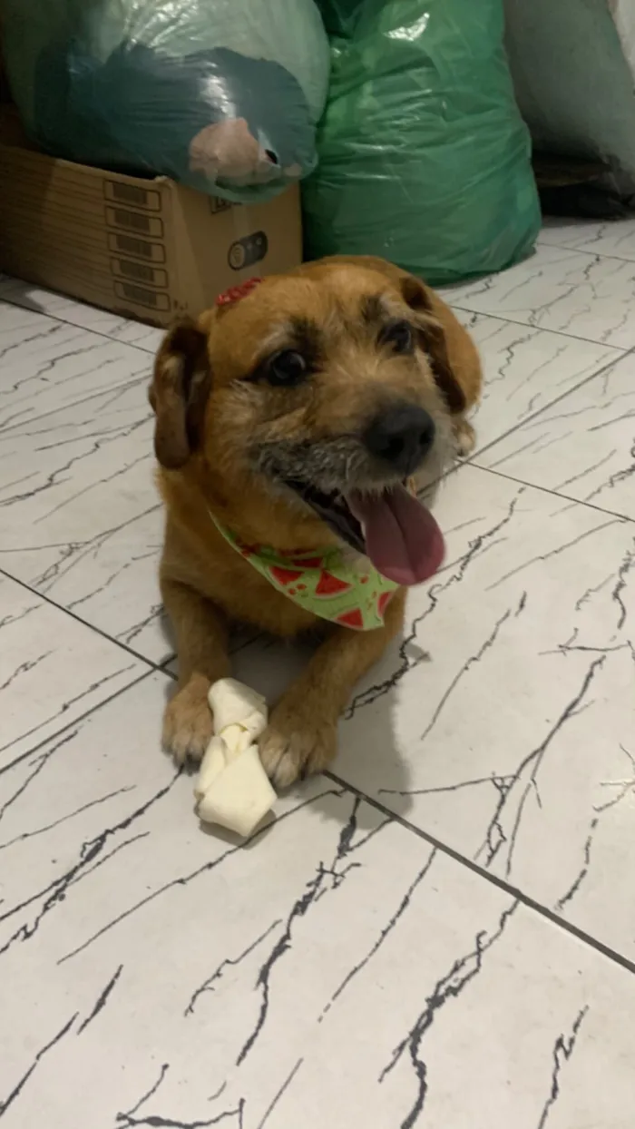 Cachorro raça SRD-ViraLata idade 5 anos nome Dollynha 