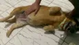 Cachorro raça SRD-ViraLata idade 5 anos nome Dollynha 