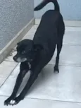 Cachorro raça SRD-ViraLata idade 6 ou mais anos nome Preta 