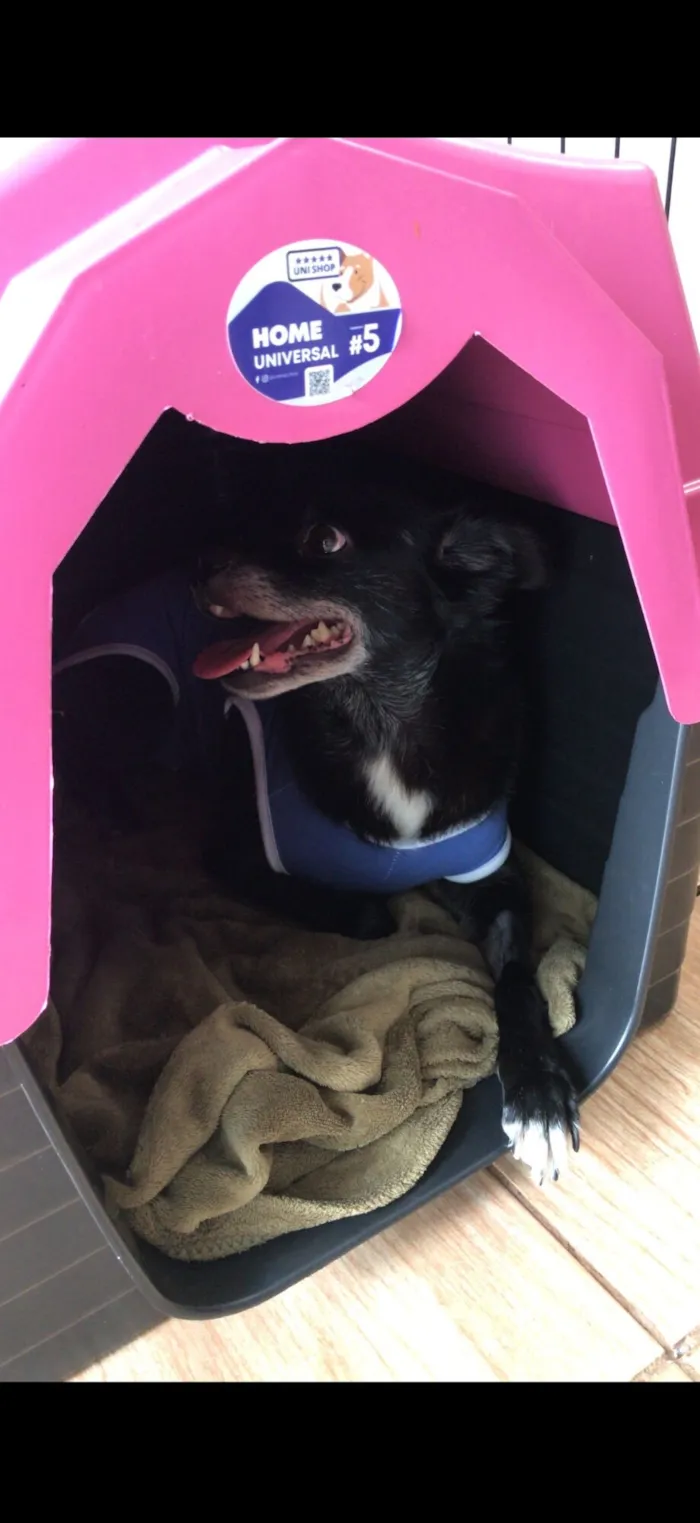 Cachorro raça SRD-ViraLata idade 6 ou mais anos nome Preta 