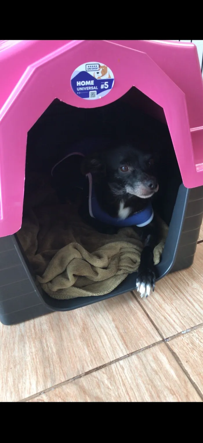 Cachorro raça SRD-ViraLata idade 6 ou mais anos nome Preta 