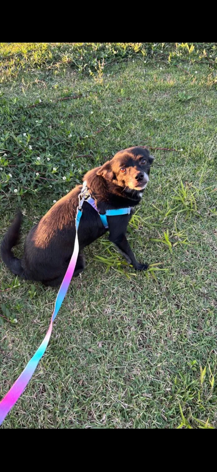 Cachorro raça SRD-ViraLata idade 6 ou mais anos nome Preta 