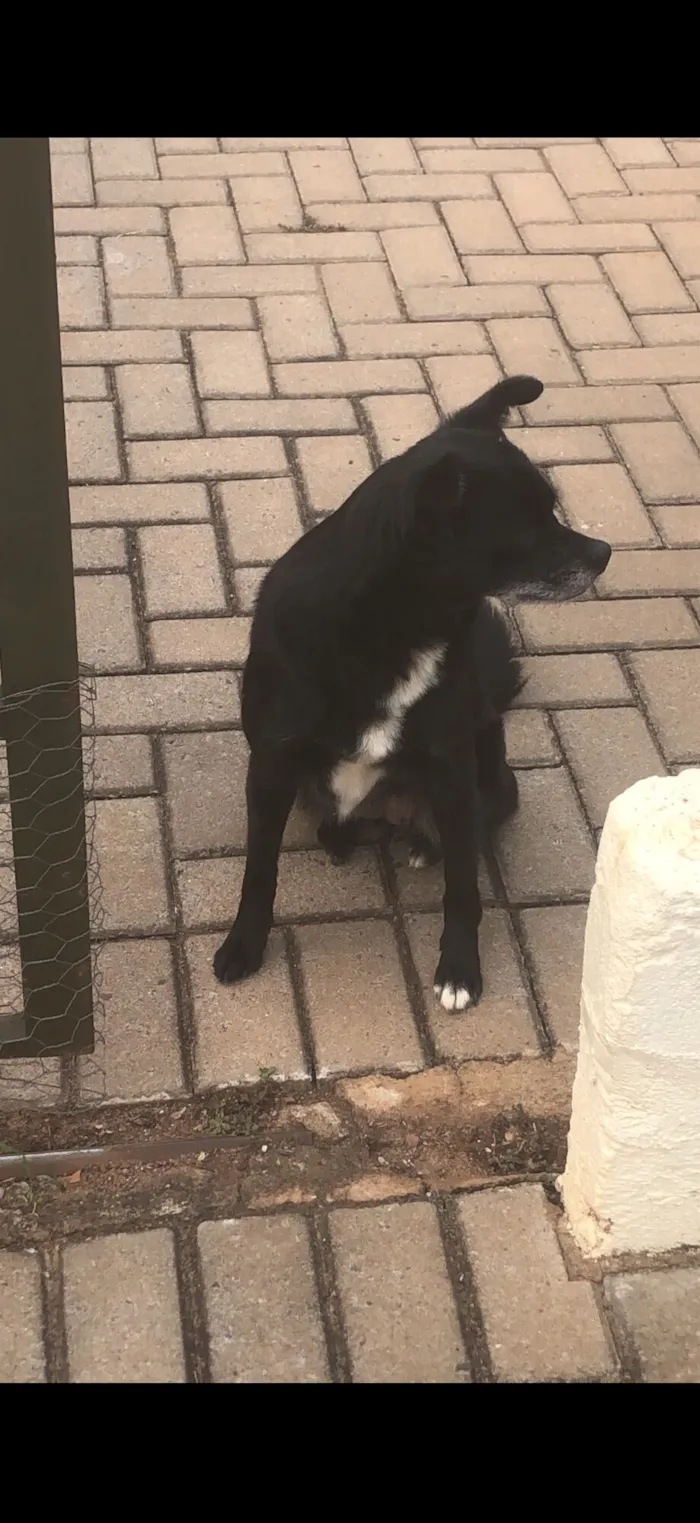 Cachorro raça SRD-ViraLata idade 6 ou mais anos nome Preta 