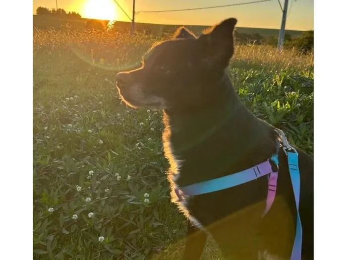 Cachorro raça SRD-ViraLata idade 6 ou mais anos nome Preta 