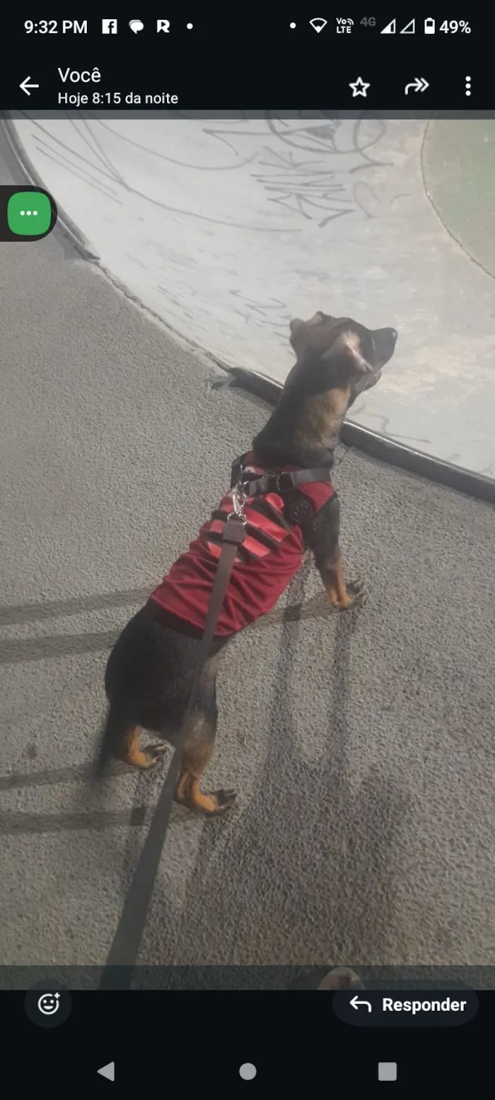 Cachorro raça SRD-ViraLata idade 1 ano nome Skank 