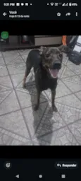 Cachorro raça SRD-ViraLata idade 1 ano nome Skank 
