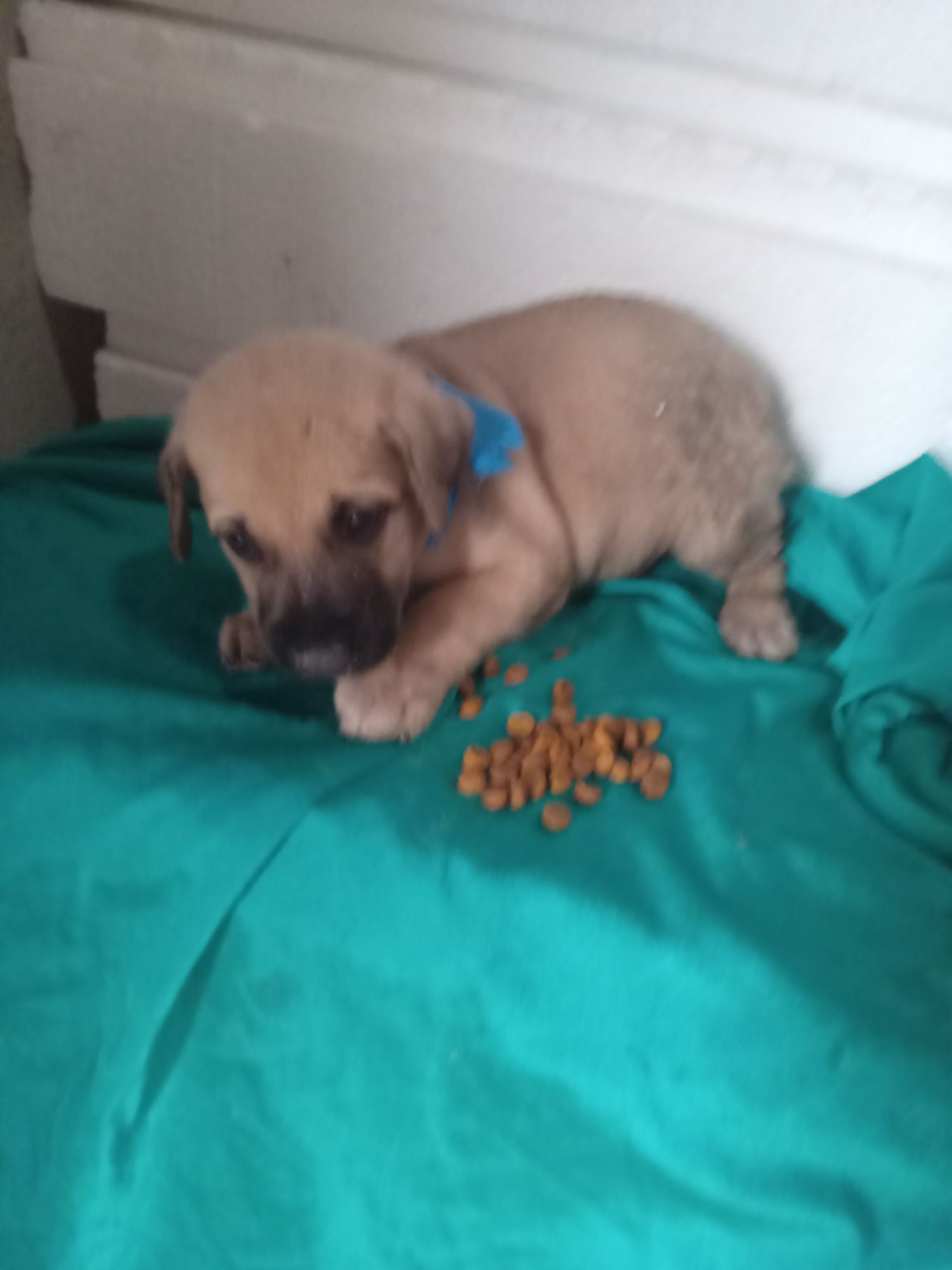 Cachorro raça SRD-ViraLata idade 2 a 6 meses nome Bimbo