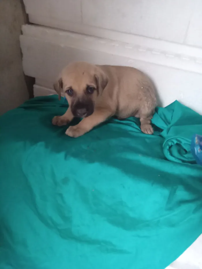 Cachorro raça SRD-ViraLata idade 2 a 6 meses nome Bimbo