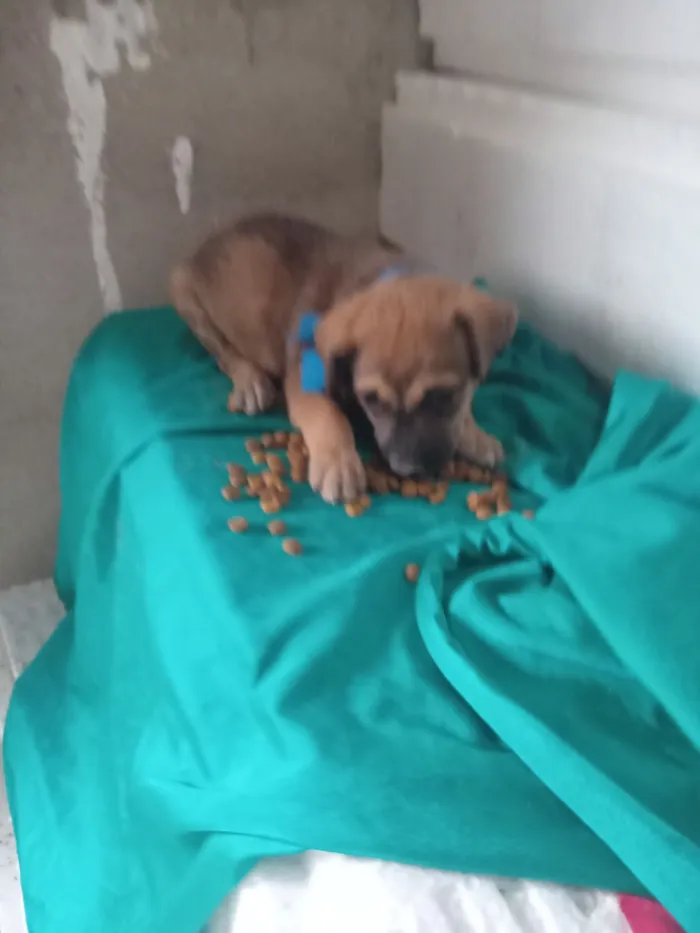 Cachorro raça SRD-ViraLata idade 2 a 6 meses nome Flupi