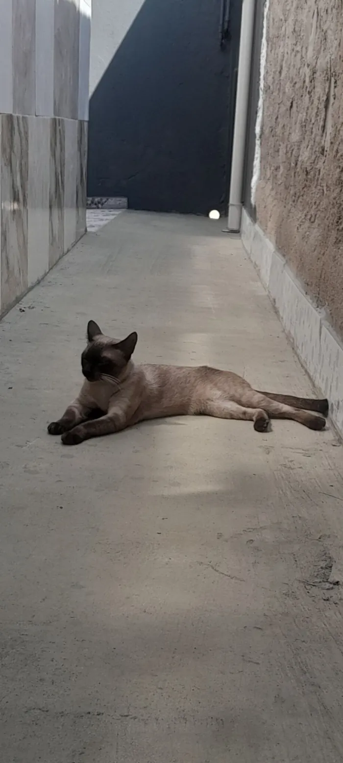 Gato raça Siamês idade 7 a 11 meses nome Valentin