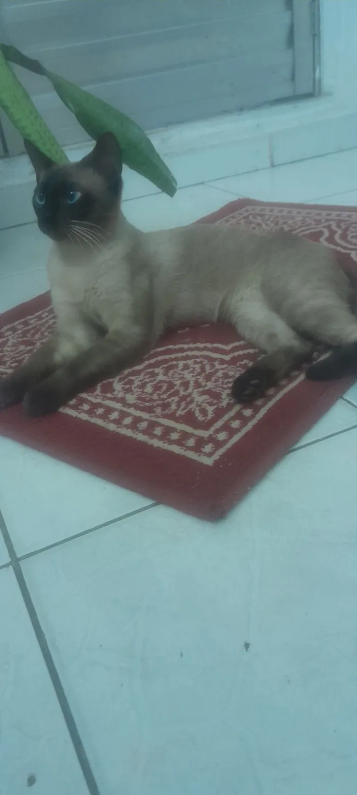 Gato raça Siamês idade 7 a 11 meses nome Valentin