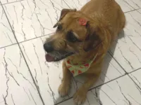 Cachorro raça SRD-ViraLata idade 5 anos nome Dollynha 