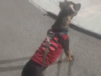 Cachorro raça SRD-ViraLata idade 1 ano nome Skank 