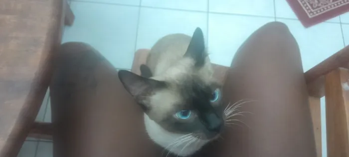 Gato raça Siamês idade 7 a 11 meses nome Valentin