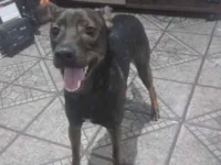 Cachorro raça SRD-ViraLata idade 1 ano nome Skank 
