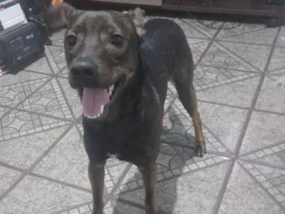 Cachorro raça SRD-ViraLata idade 1 ano nome Skank 
