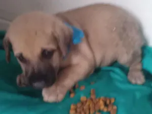 Cachorro raça SRD-ViraLata idade 2 a 6 meses nome Bimbo