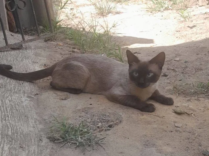 Gato raça Siamês idade 7 a 11 meses nome Valentin