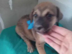 Cachorro raça SRD-ViraLata idade 2 a 6 meses nome Flupi