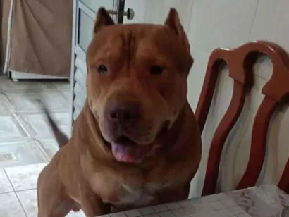 Cachorro raça Pit-Bull idade 3 anos nome Zeus 