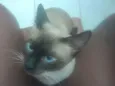 Gato raça Siamês idade 7 a 11 meses nome Valentin