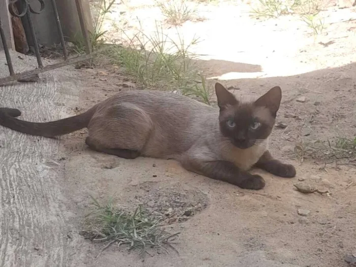 Gato raça Siamês idade 7 a 11 meses nome Valentin