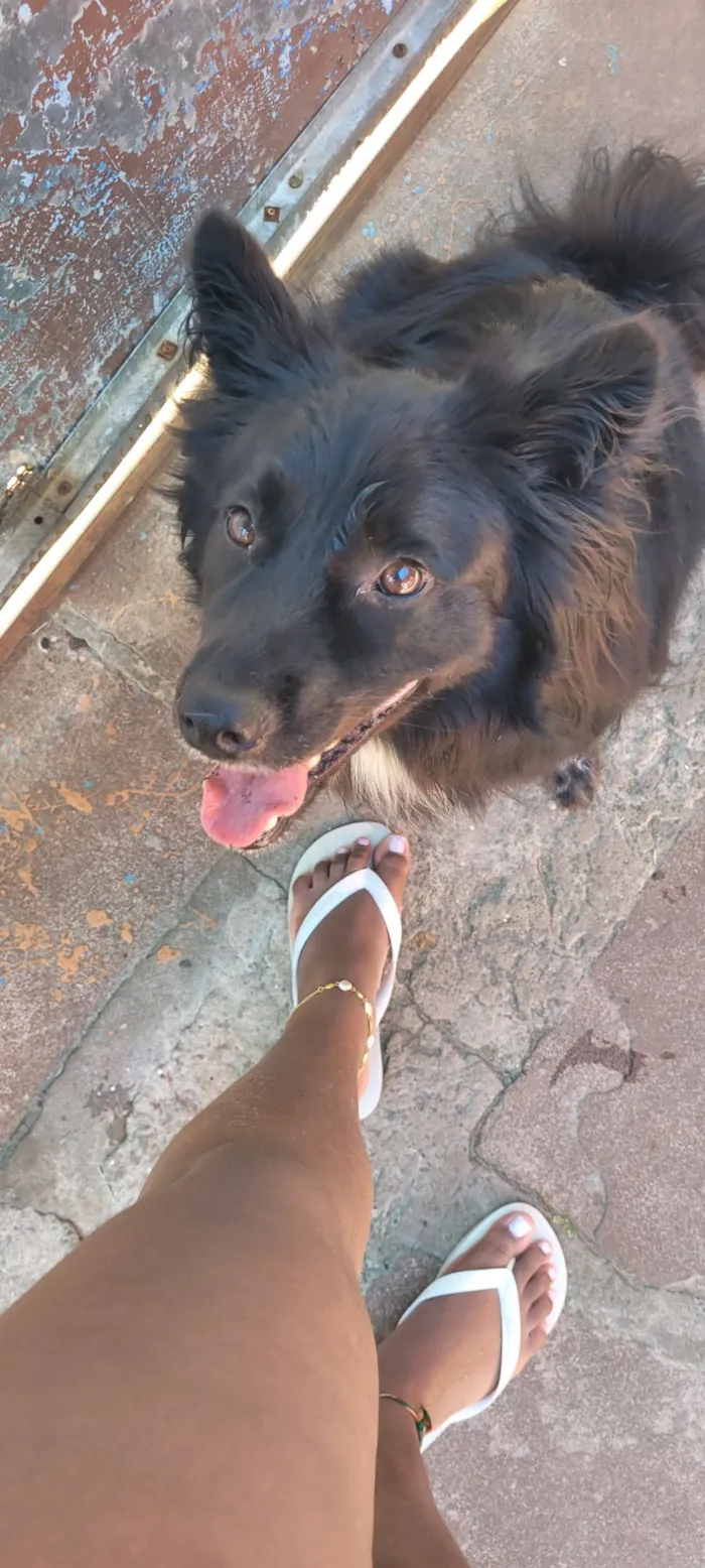 Cachorro raça SRD-ViraLata idade 2 anos nome Koda 