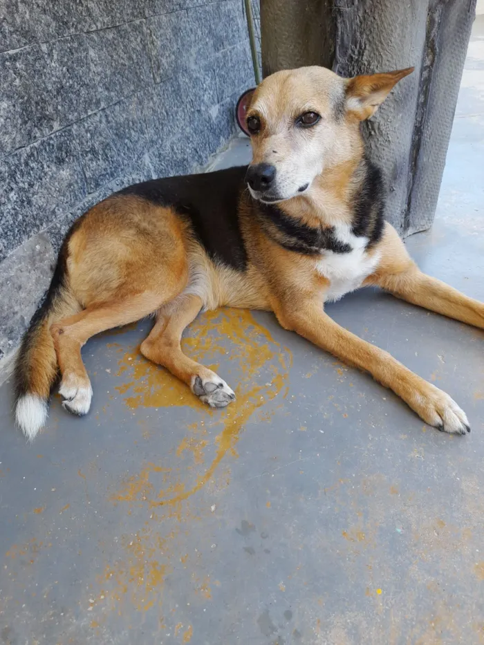 Cachorro raça SRD-ViraLata idade 6 ou mais anos nome Mel