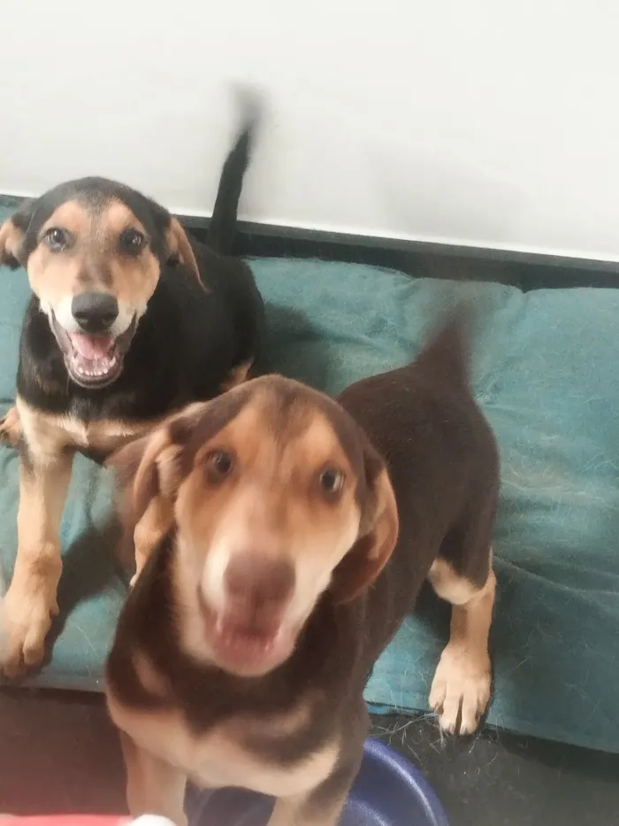 Cachorro raça SRD-ViraLata idade 2 a 6 meses nome Sem nome