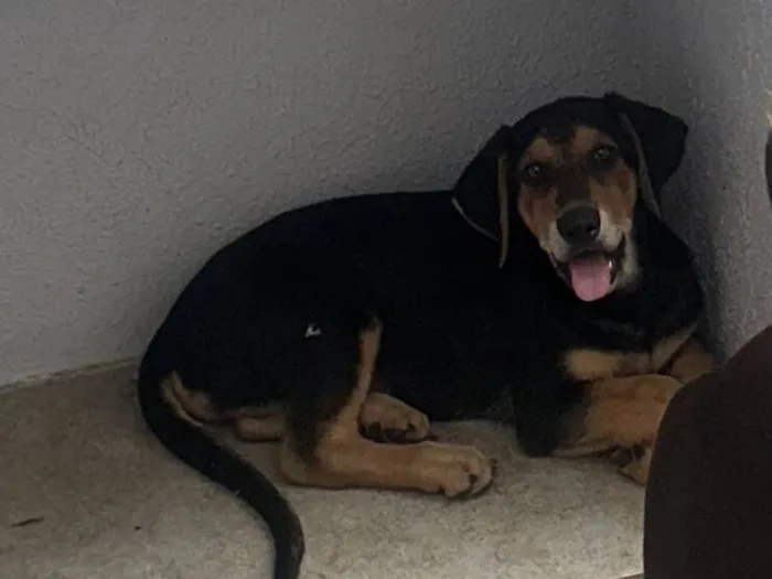 Cachorro raça SRD-ViraLata idade 2 a 6 meses nome Sem nome