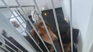 Cachorro raça SRD-ViraLata idade 2 a 6 meses nome Sem nome definido