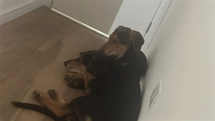 Cachorro raça SRD-ViraLata idade 2 a 6 meses nome Não definido