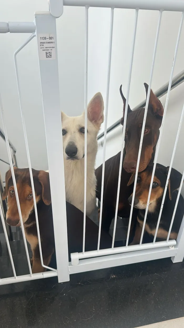 Cachorro raça SRD-ViraLata idade 2 a 6 meses nome Não definido