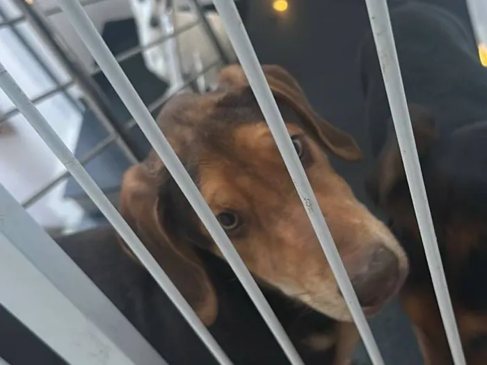 Cachorro raça SRD-ViraLata idade 2 a 6 meses nome Não definido