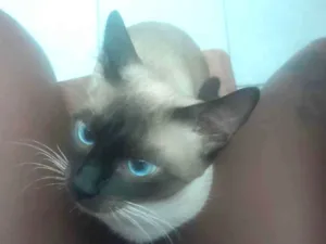 Gato raça Siamês idade 7 a 11 meses nome Valentin