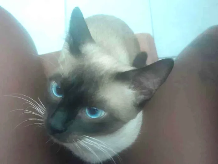 Gato raça Siamês idade 7 a 11 meses nome Valentin