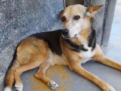 Cachorro raça SRD-ViraLata idade 6 ou mais anos nome Mel