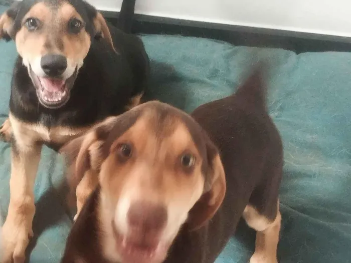 Cachorro raça SRD-ViraLata idade 2 a 6 meses nome Sem nome